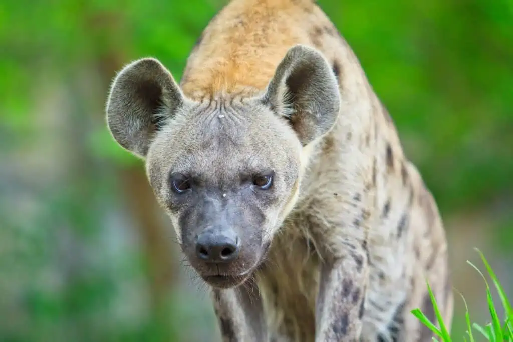 Hyena stalking prey