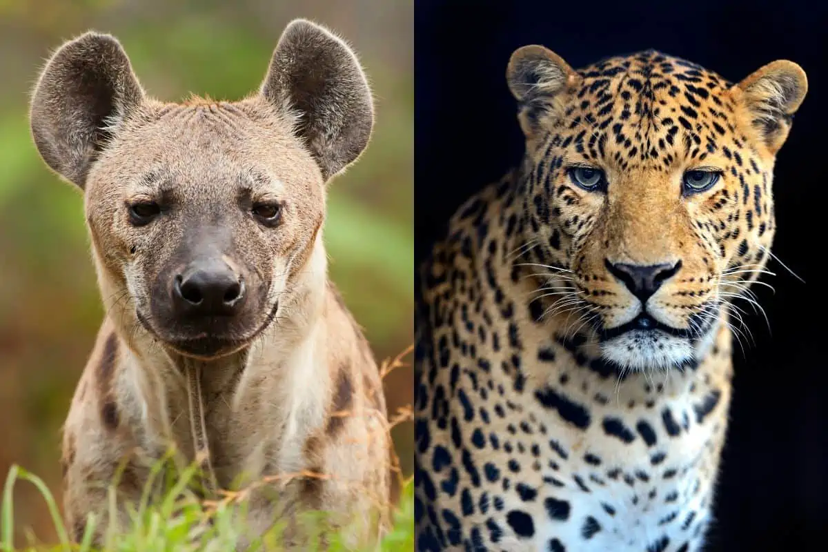 Hyena Vs Leopard: What’s The Difference?
