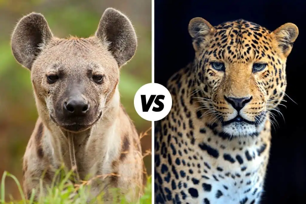 Hyena vs Leopard