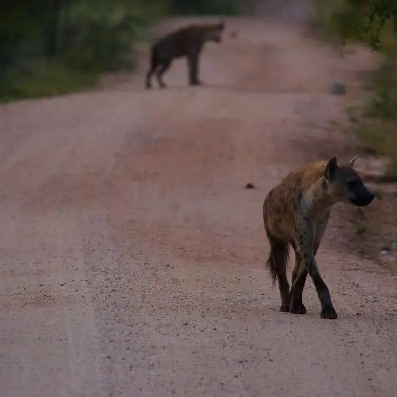 Hyena walking along road in the wild