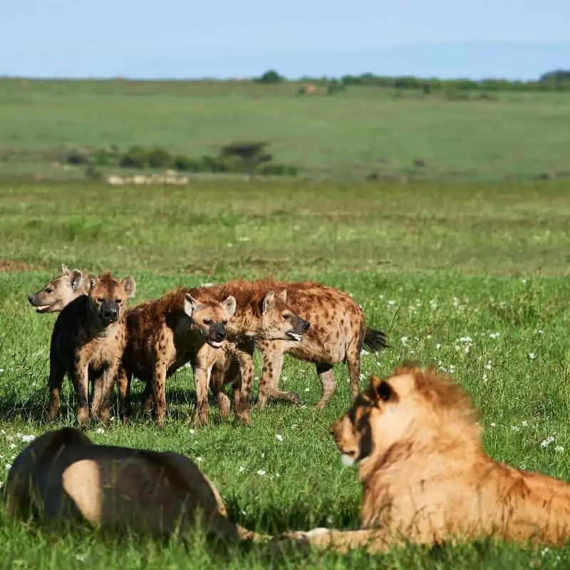 Hyenas and lions in the wild