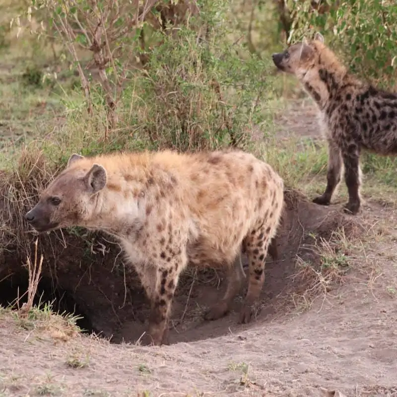 Hyenas by their den
