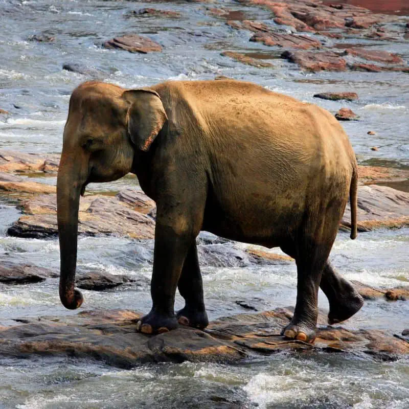 Indian elephant on the rocks at river