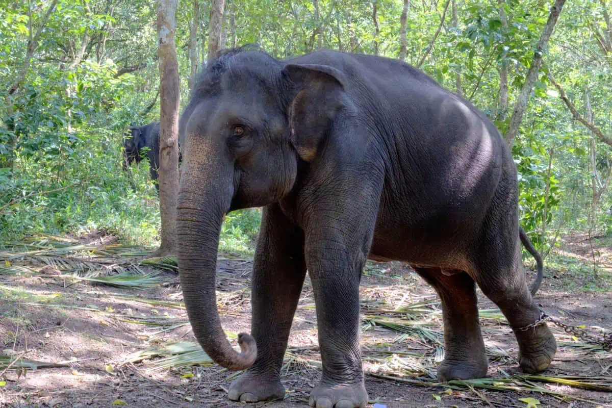 10 Indian Elephant Facts
