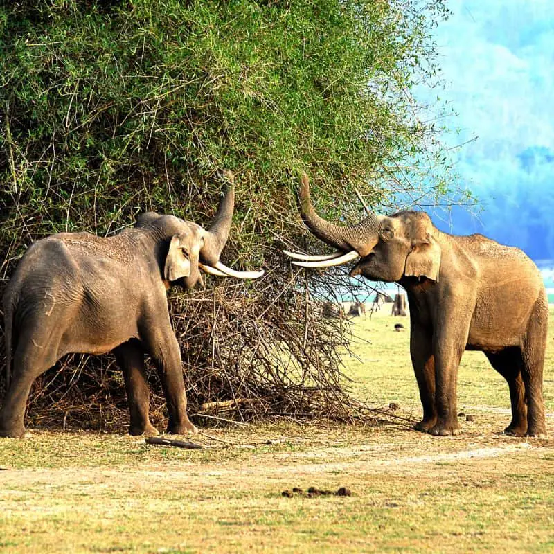 Indian elephants eating