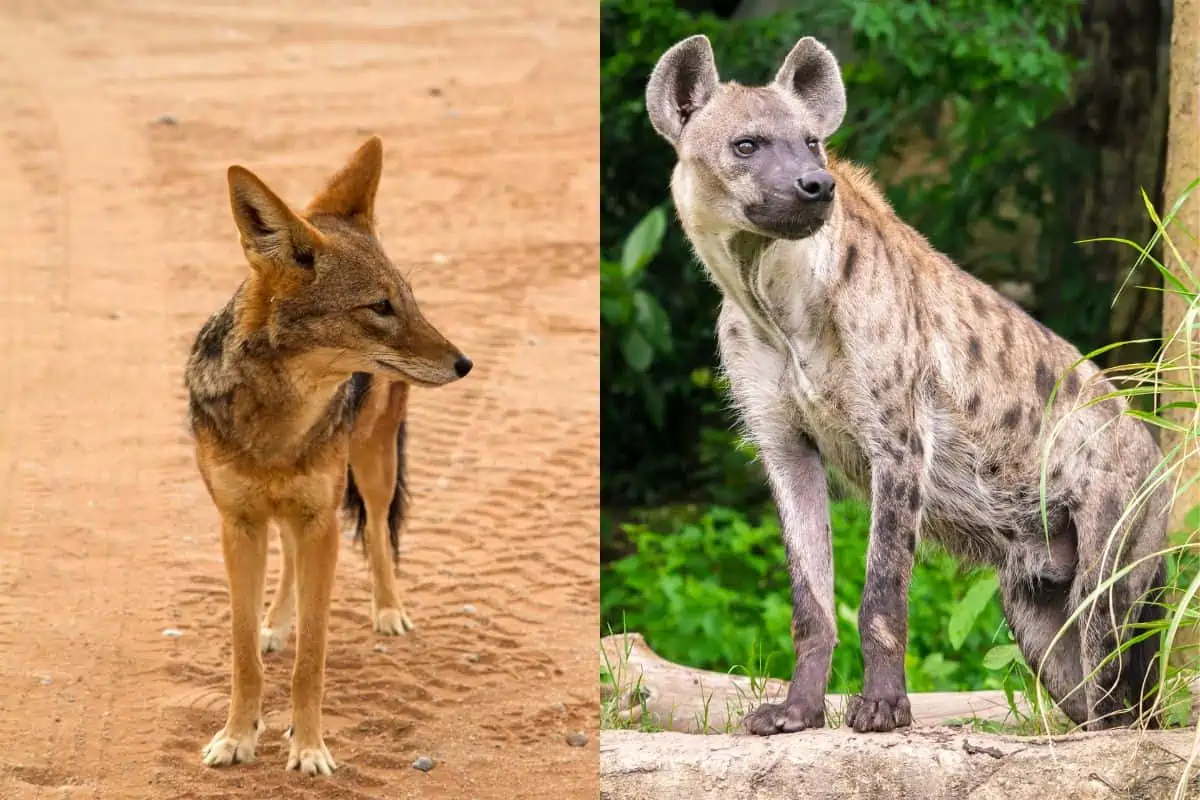 Jackal Vs Hyena: What’s The Difference? 