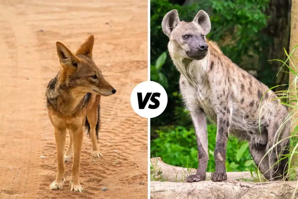 Jackal vs Hyena