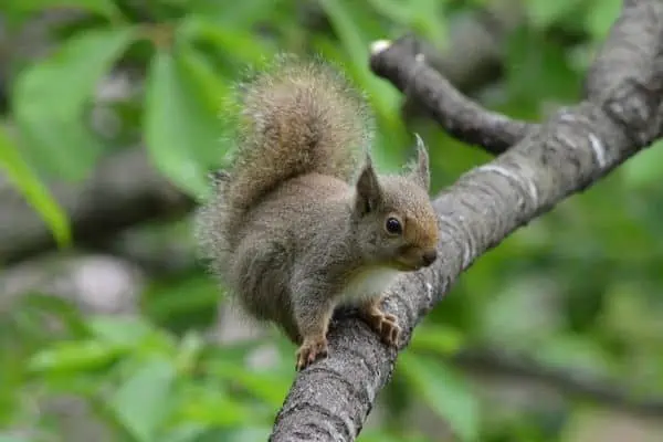 Japanese squirrel
