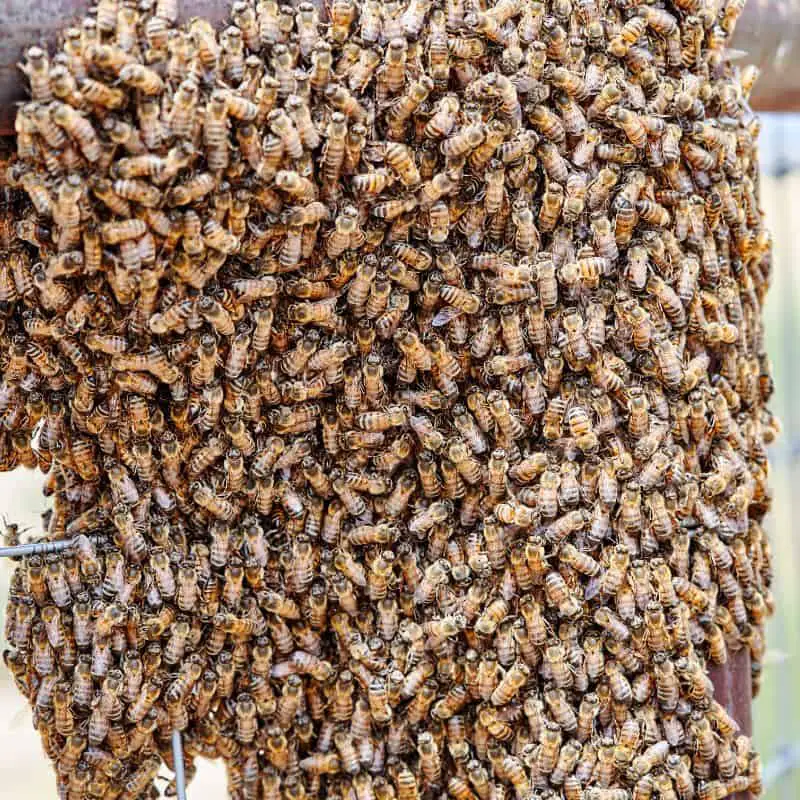 Large swarm of Africanized bees on a fence