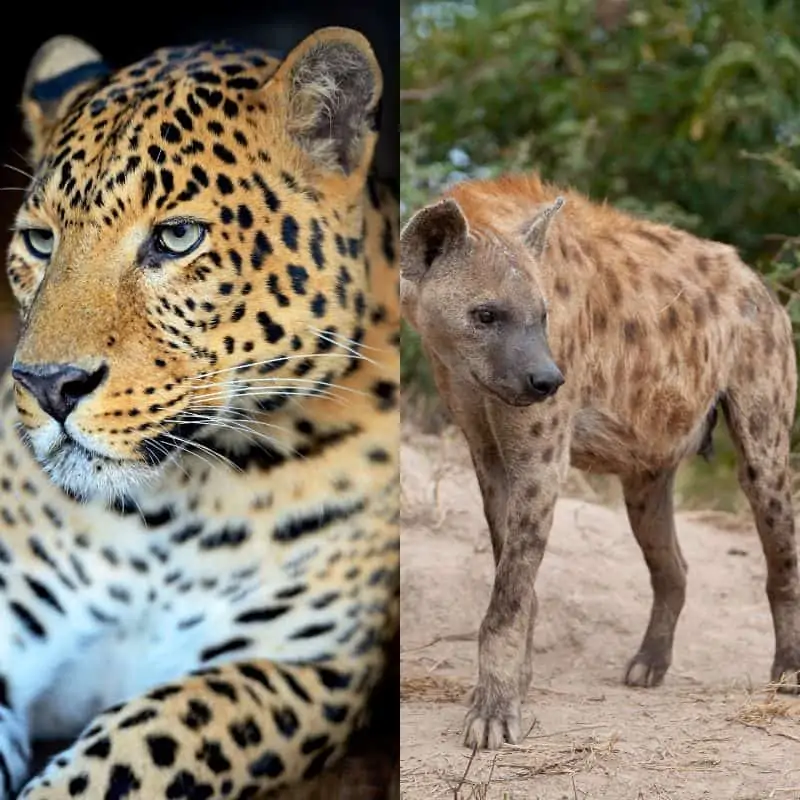 Leopard vs Hyena