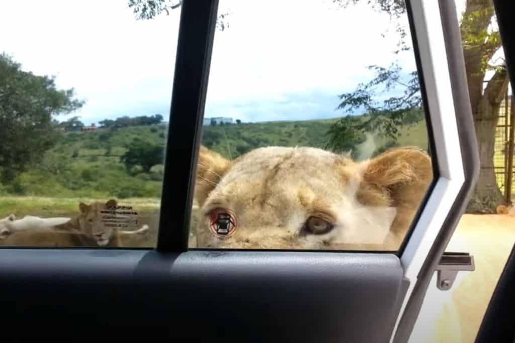 Lion opens car door in Kruger National Park