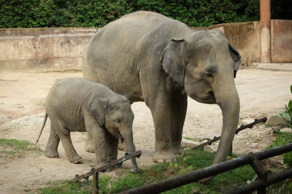 Mom and baby elephant in zoo