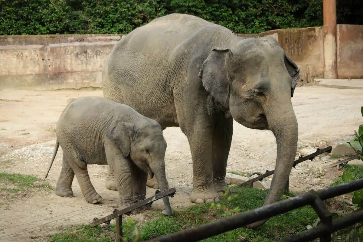 How Long Are Elephants Pregnant?