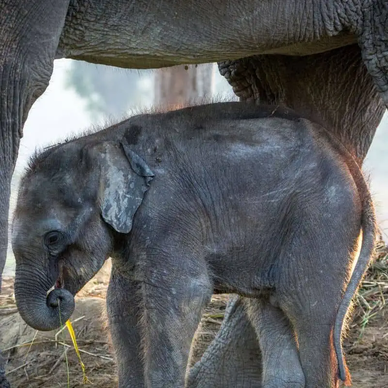 Newly born baby elephant under mother elephant