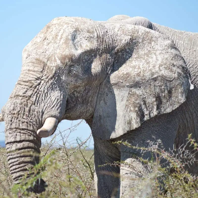 Old elephant in Africa