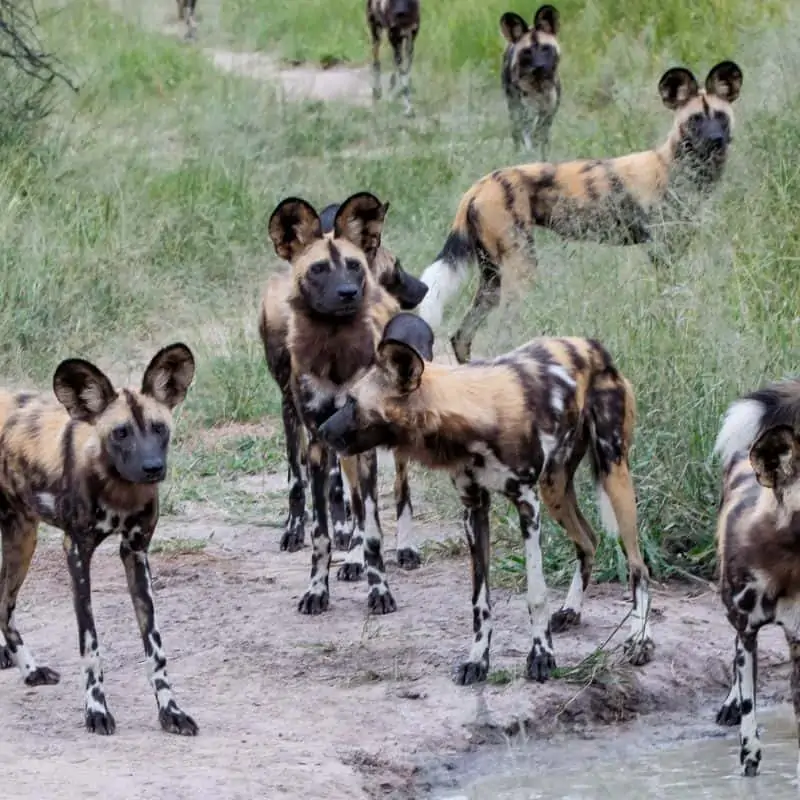 Pack of Wild dogs