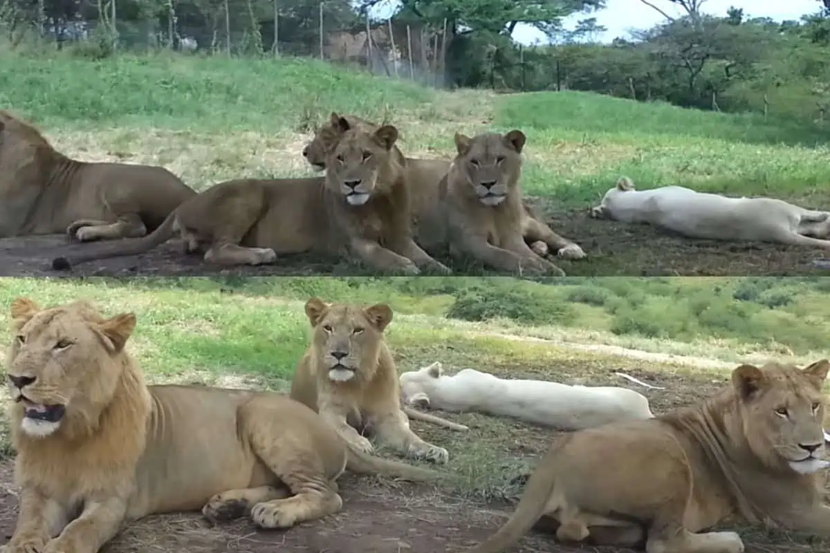 WATCH: Lion Effortlessly Opens Car Door During A Safari