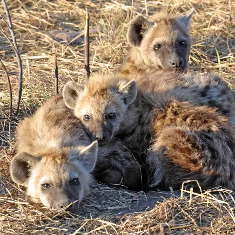 Sleepy hyena cubs waiting for pack to come back