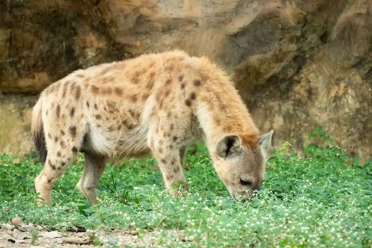 Hyena Weight: How Much Do They Weigh?