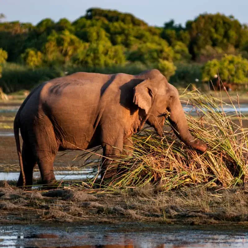 Sri Lankan elephant eating reeds in Kumana National Park