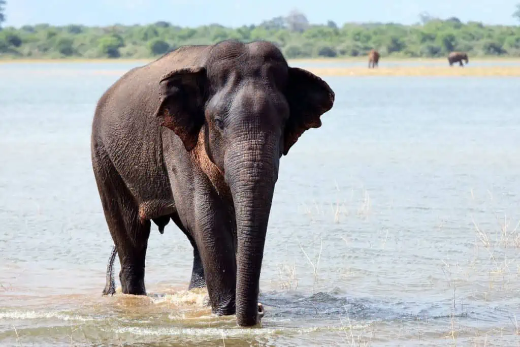 Sri Lankan elephant standing in the water