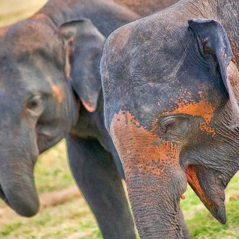 Sri Lankan elephants face close up
