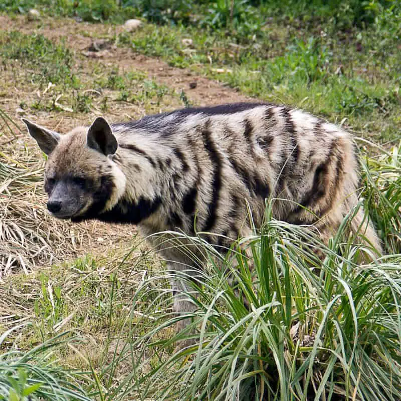Striped hyena in grasslands