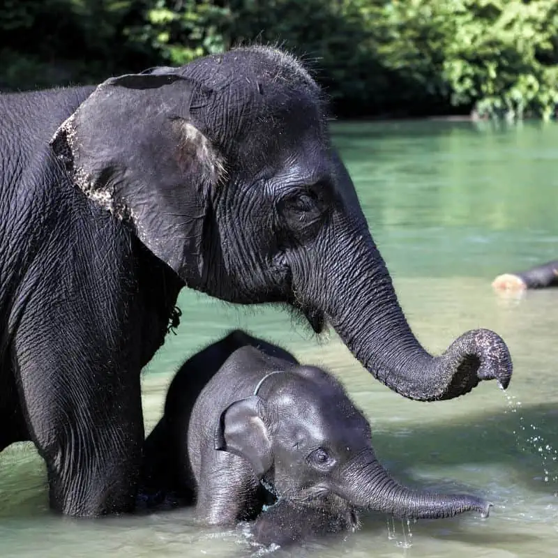Sumatran mother and baby elephants bathing in water