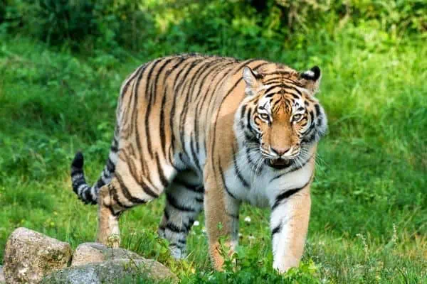 Tiger - Leo Zoo