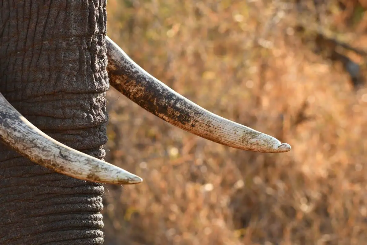 Elephant Tusks: All You Need To Know