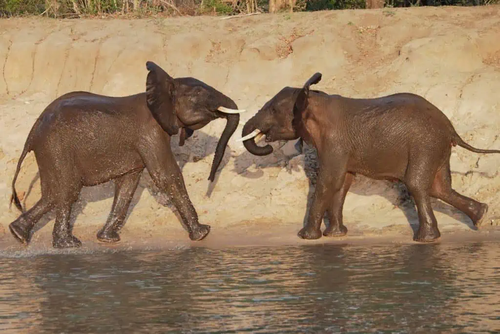 Two elephants charging at each other hear a watering hole