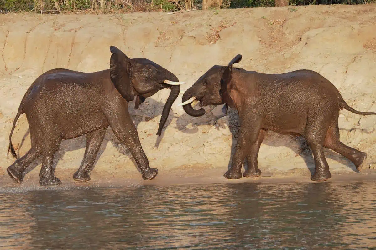 Are Elephants Dangerous?
