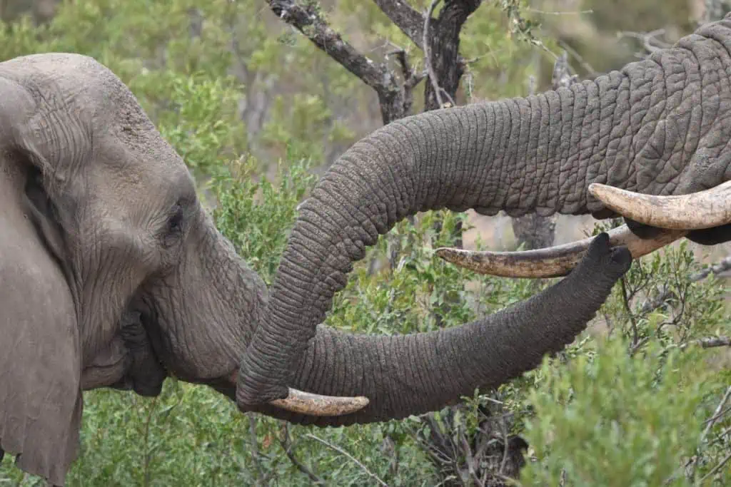 Two elephants interacting with their trunks