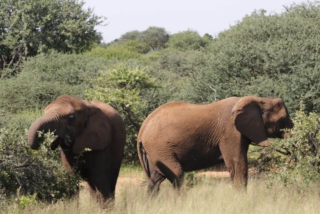 Two female elephants feeding on bushes
