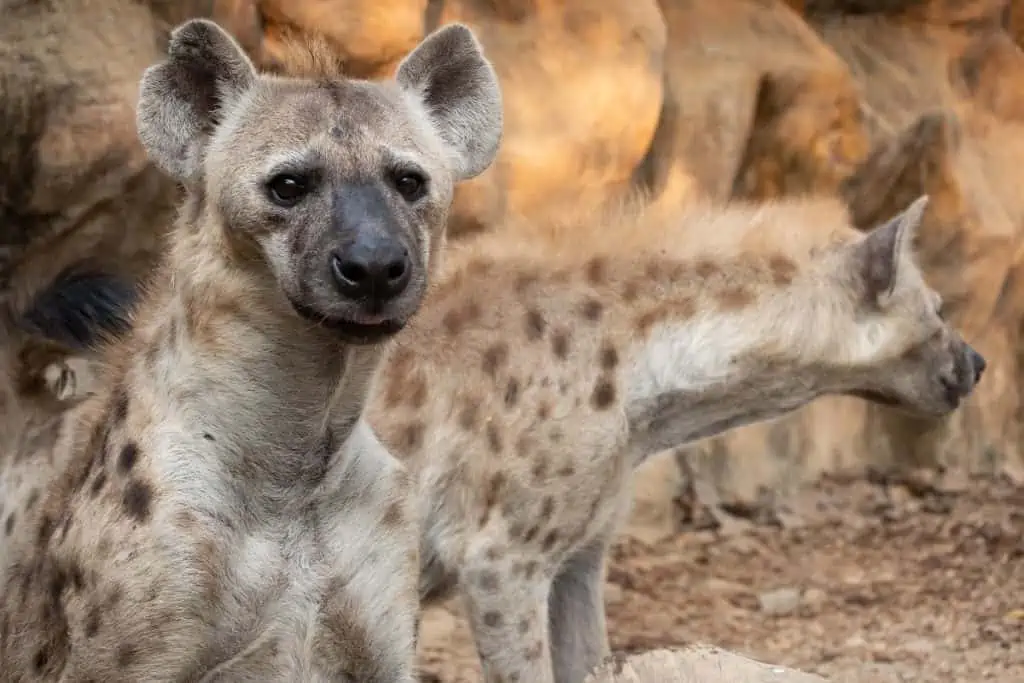 Two hyena