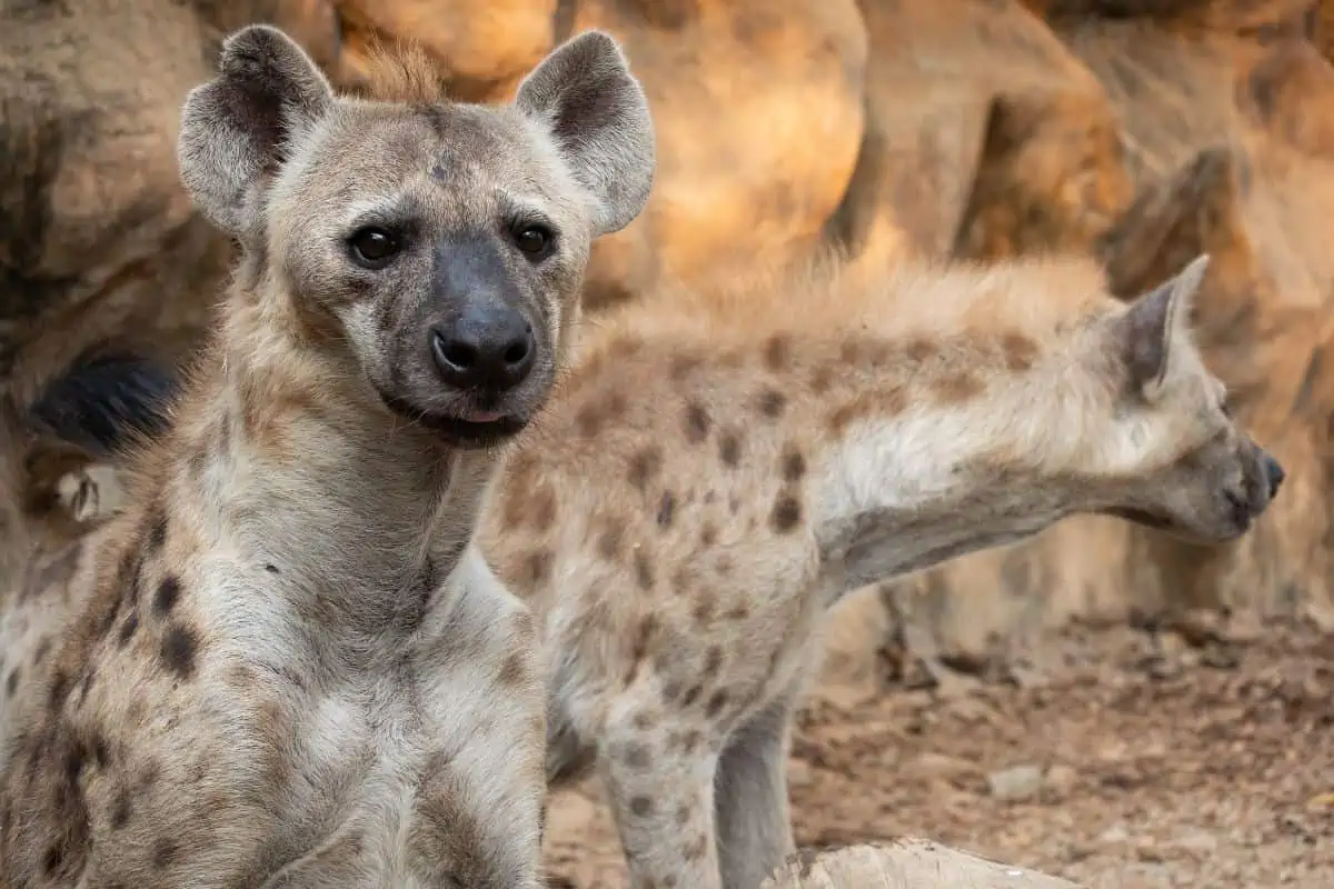 What Is a Group of Hyenas Called?