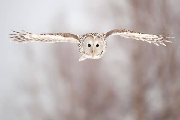 Ural owl