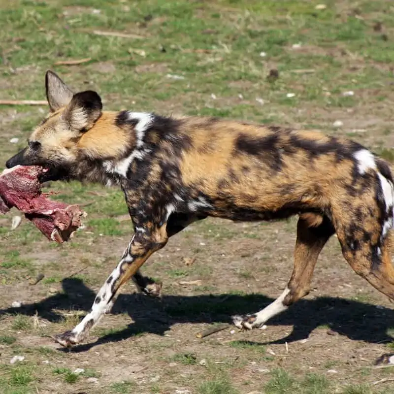 Wild dog running off with a piece of meat