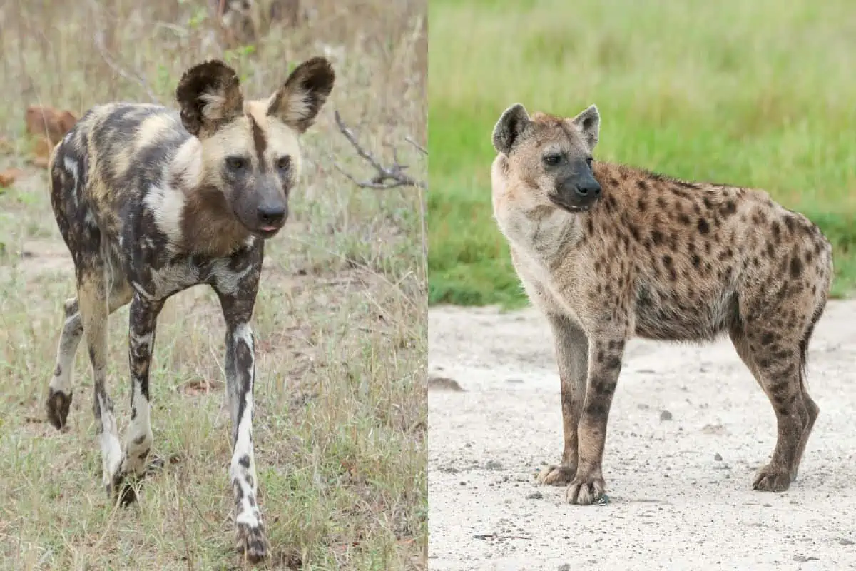 Wild Dogs Vs Hyena: What’s The Difference?
