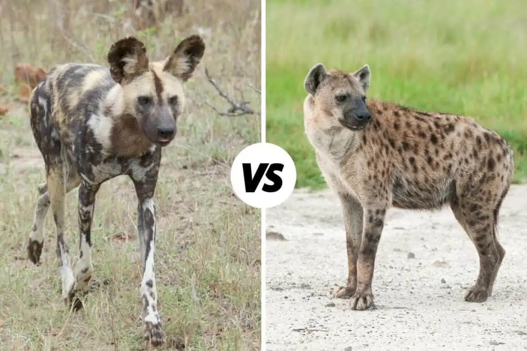 Wild dog vs Hyena