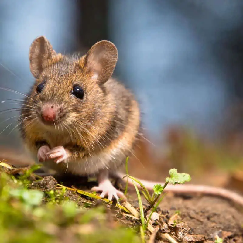 Wild wood mouse sitting on the forest floor