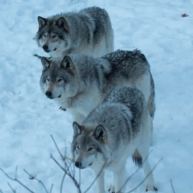 Wolf pack in Canada