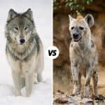 Hyena vs Wolf: What’s The Difference? (Answered)