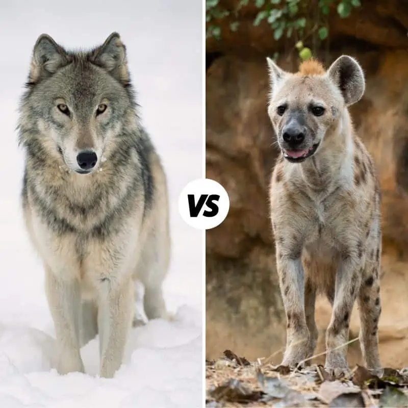 Wolf vs Hyena