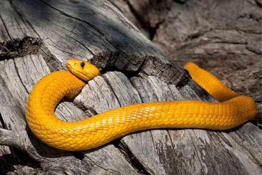 Yellow Cobra