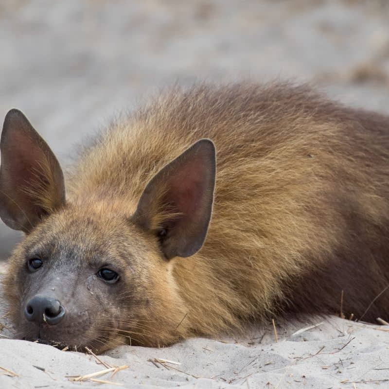 brown hyena