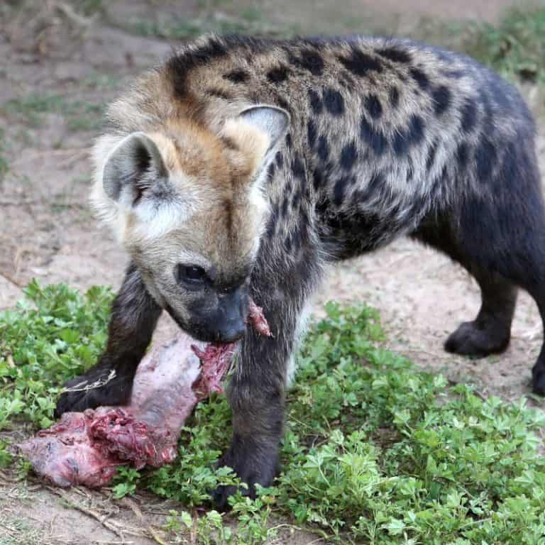 What Do Hyenas Eat? (All You Need To Know And More)