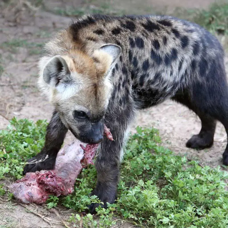 hyena cub eating red meat from its prey