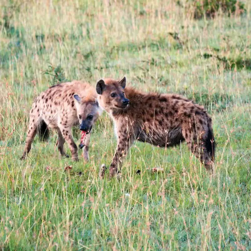 spotted hyenas eating in the grass