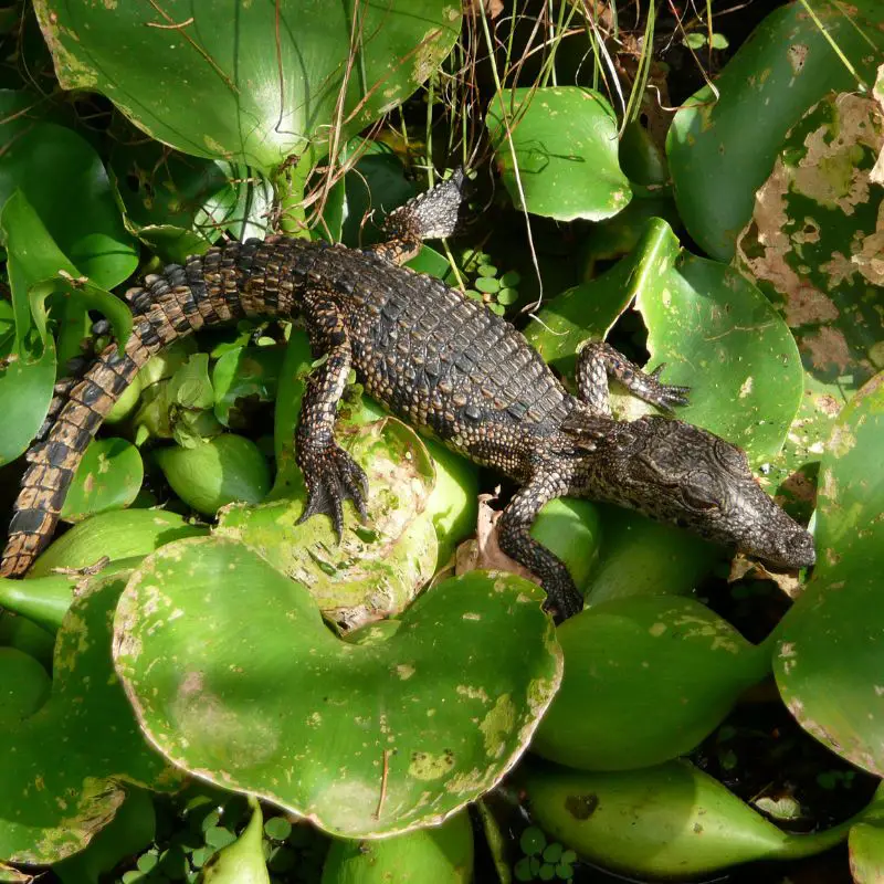 Baby Nile crocodile on shrubbery